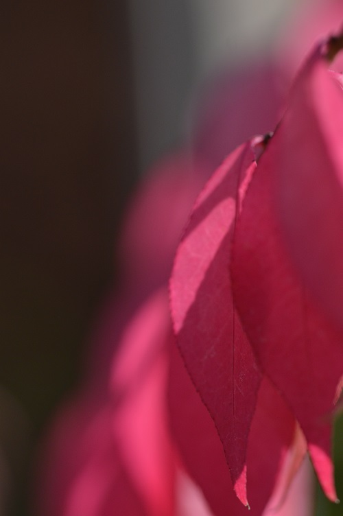 feuilles_d_une_plante_rose