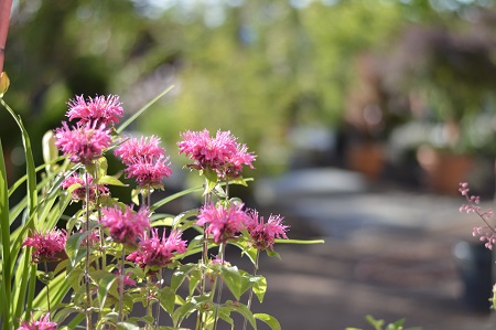 fleurs_a_l_entree_de_la_pepiniere_d_ilca