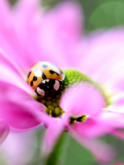 coccinelle_sur_une_jolie_fleur_rose